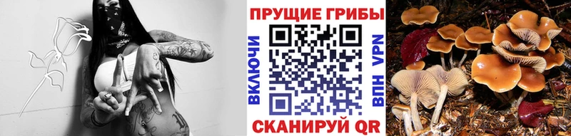 Галлюциногенные грибы GOLDEN TEACHER  Купить закладки  Мичуринск 